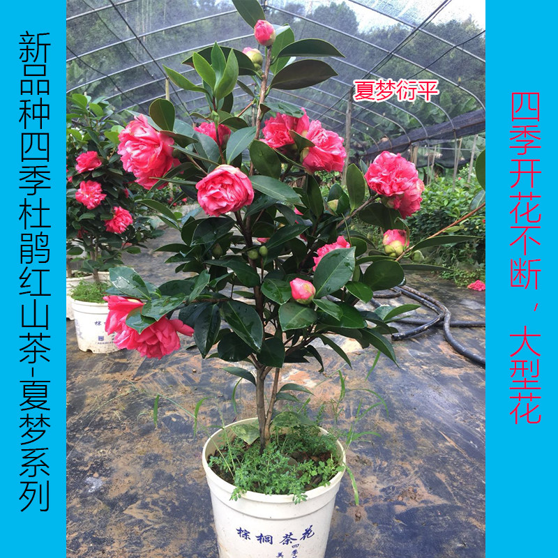 棕榈四季茶花盆栽新品种重瓣型山茶花夏梦系列开花不断四季带花苞