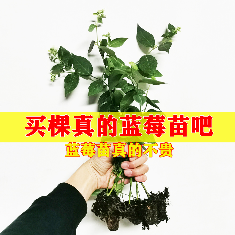 【纯甜大果优瑞卡】L25蓝莓组培苔藓苗果树苗木好养耐寒早熟品种