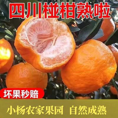 四川椪柑新鲜现摘现发自家种植碰柑当季水果芦柑孕妇柑子香甜桔子