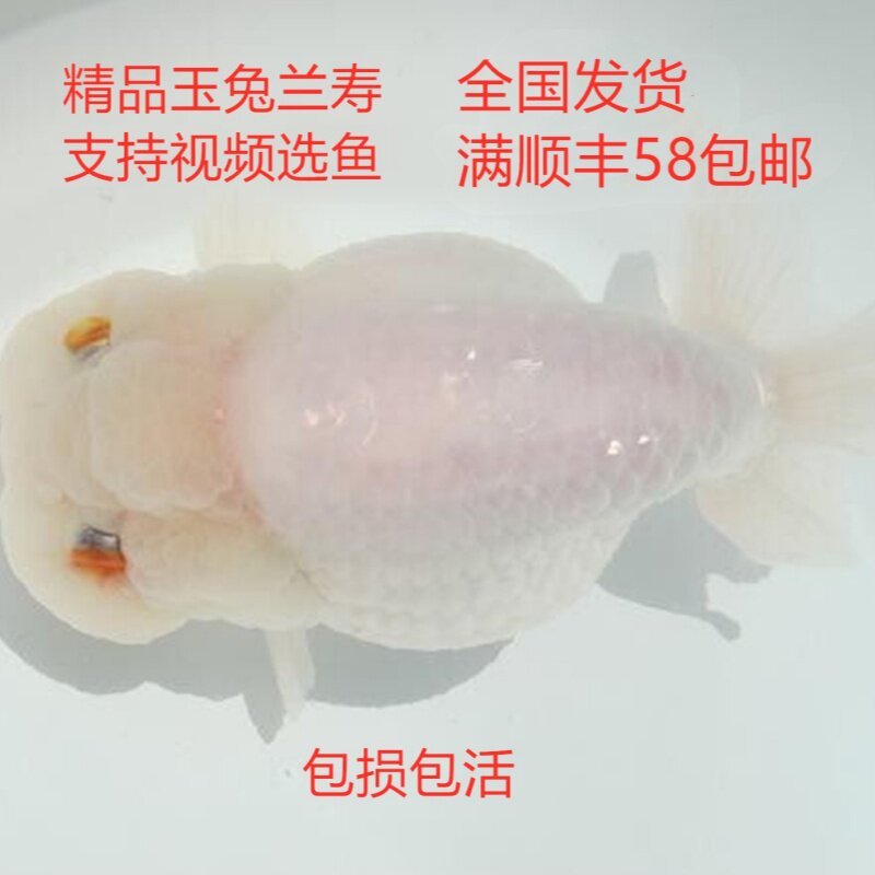 精品兰寿观赏鱼纯白鱼苗玉兔兰寿鱼
