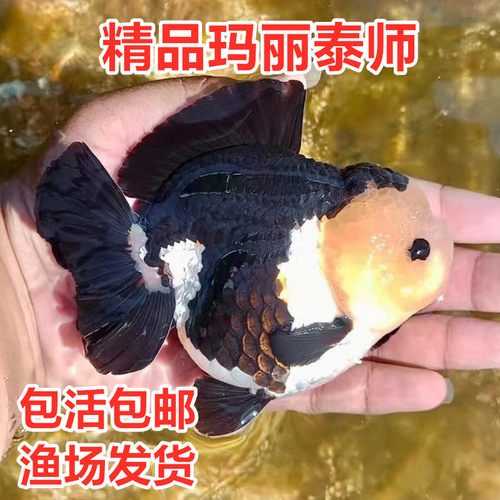 精品玛丽泰狮金鱼活鱼观赏鱼黑白熊猫三色玛丽泰狮百褶鱼苗波妞鱼