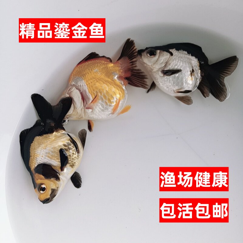 精品鎏金鱼苗冷水观赏鱼活体