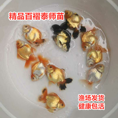 百褶泰狮苗进口金鱼精品红白黑色麒麟菠萝百褶裙泰师活体好养包活