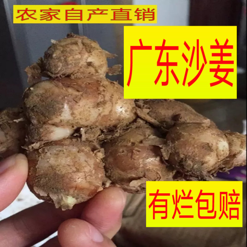 正宗广东特产新鲜沙姜山奈砂姜可做白切鸡椰子鸡猪脚配料1份包邮