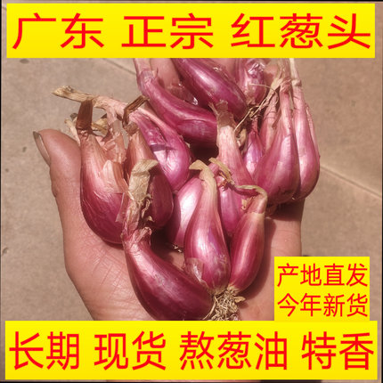 红葱头新鲜包邮小伙香干葱现货正宗广东本地农家直发熬葱油肠粉料
