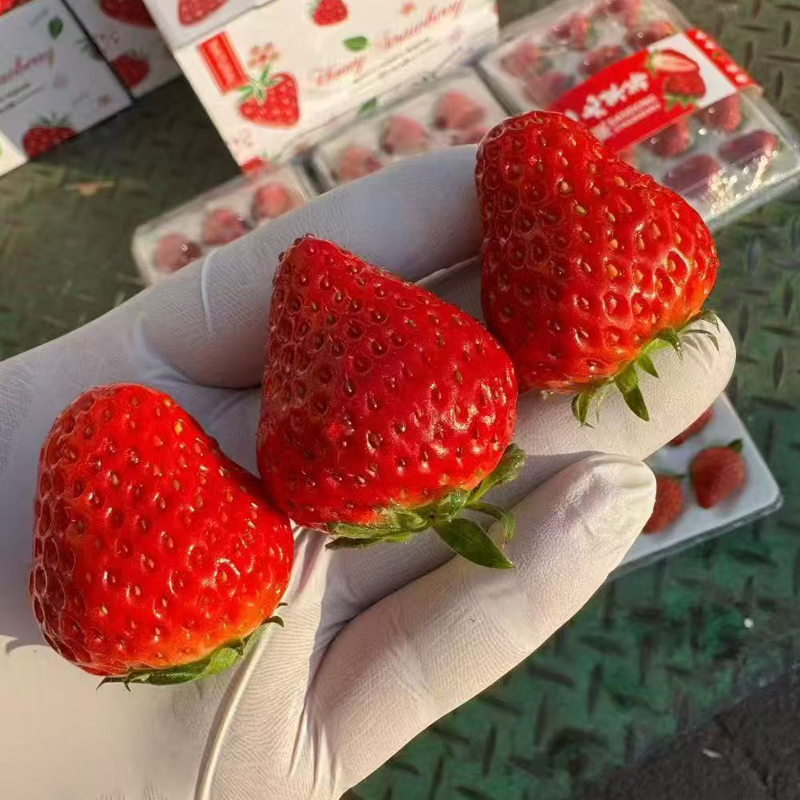 丹东99红颜奶油草莓顺丰包邮