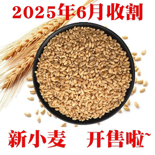 小麦粒做麦芽糖小麦草发芽麦苗甘麦大枣汤榨汁猫草麦酱钓鱼饵5斤