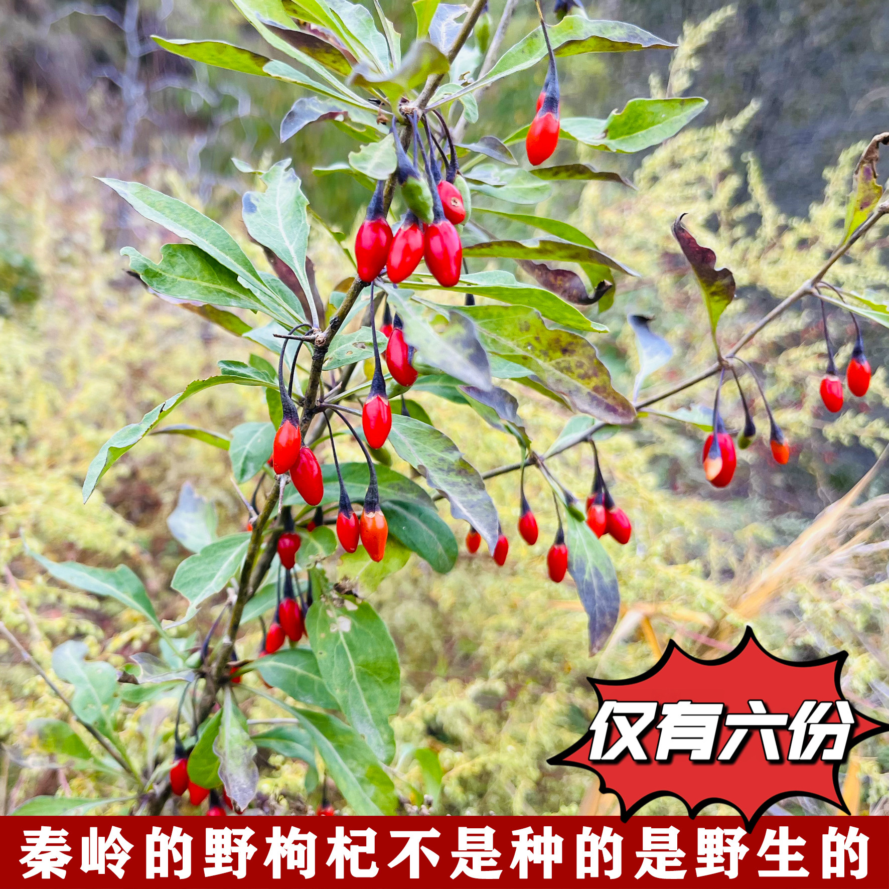 秦岭枸杞纯天然无添加野生枸杞正宗野生深山霜降枸杞子非宁夏枸杞