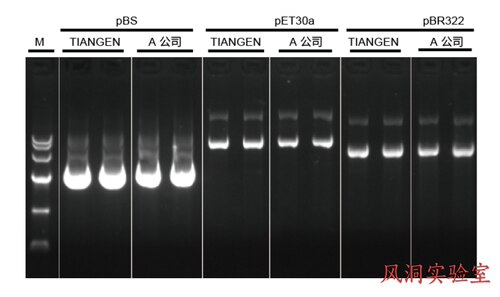 天根快速质粒小提试剂盒DP105先进碱裂解技术,8min获得高质量质粒