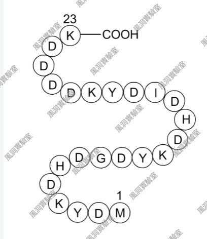 3X FLAG Peptide，3X FLAG 标签肽，3x DYKDDDDK肽，与抗体M1结合