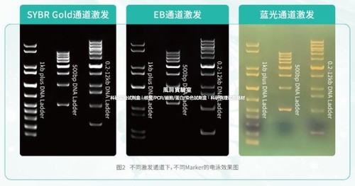 核酸凝胶染料AIE-Gelgreen(10000×in DMSO)效果同SYBR Green无毒