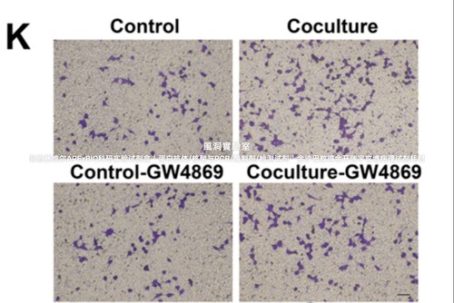 umibio®外泌体GW4869抑制剂-外泌体生成抑制剂,细胞渗透性特异性