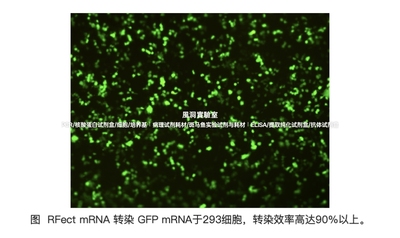 RFect mRNA转染试剂盒,可高效转染绝大多数贴壁细胞/部分悬浮细胞