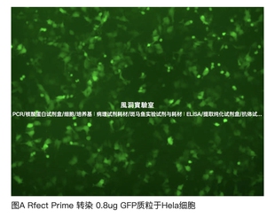 RFect Prime核酸转染试剂盒，高效转染质粒DNA/mRNA/siRNA/mimics