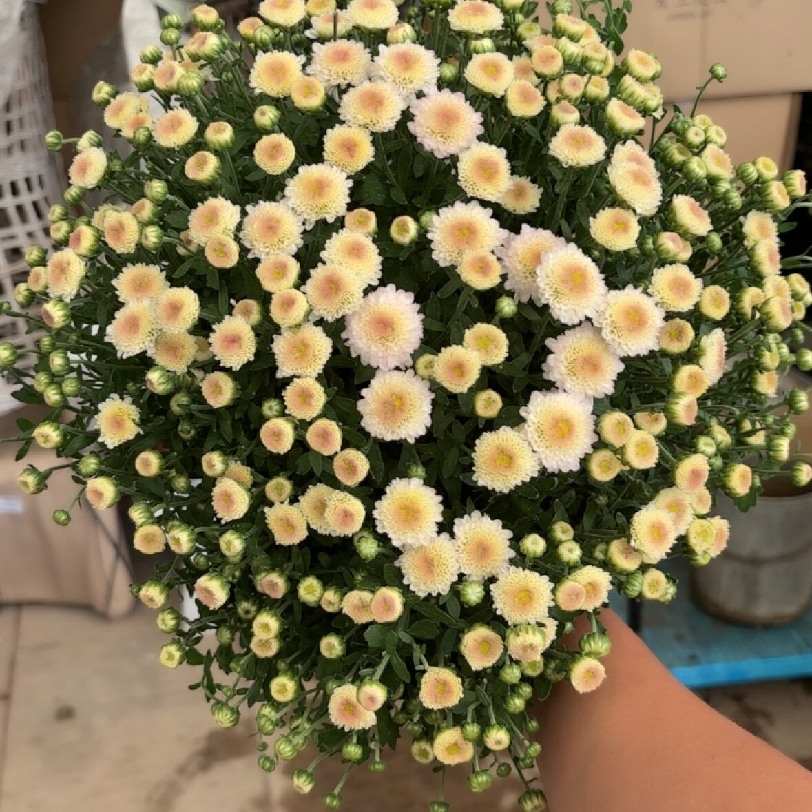 爱上花园 植物花卉 球菊   一口价