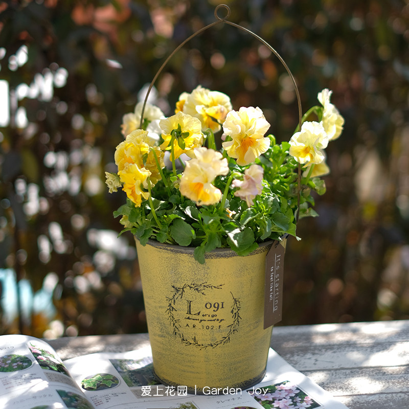 爱上花园园艺杂货铁艺花盆庭院别墅复古创意田园柳叶吊牌可挂提桶,鲜花速递/花卉仿真/绿植园艺,花盆,淘宝优惠券,粉丝福利购,淘宝优惠卷