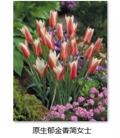 爱上花园 围裙水仙 贝母 绵枣儿