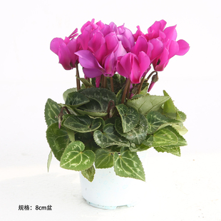 爱上花园 植物花卉 仙客来 88d