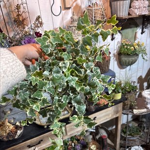 雪莹15cm 一口价29.9