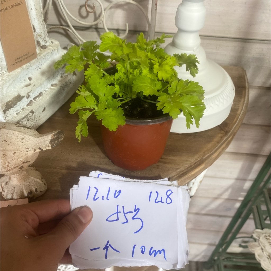 10cm金叶短舌匹菊56号12.10下一个一口价12.8