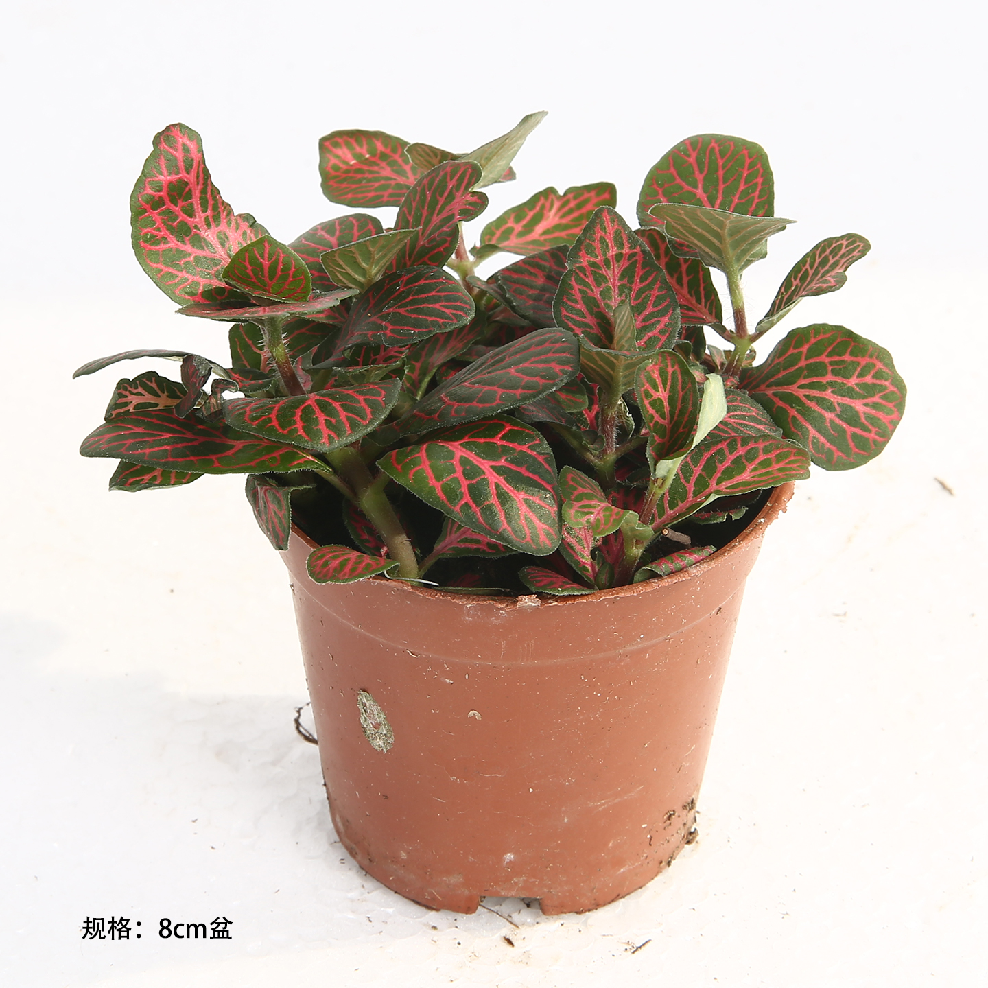 爱上花园网纹草蕨类植物微景观杂货花园装饰草花网纹草满30包邮