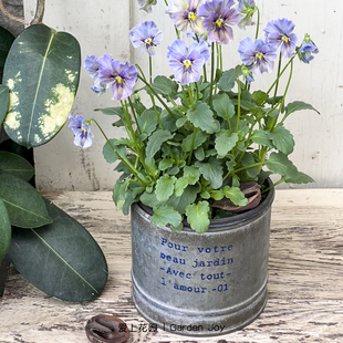 爱上花园|园艺杂货铁艺做旧铁皮花盒 马口铁安娜同款直筒花盆Pour