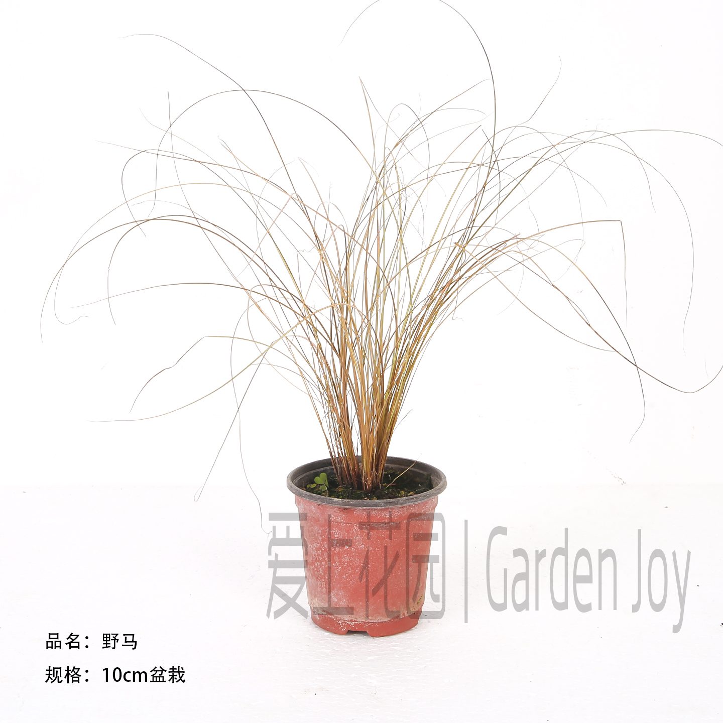 爱上花园庭院阳台花盆组合盆栽配草苔草耐寒多年生观赏草迷雾野马