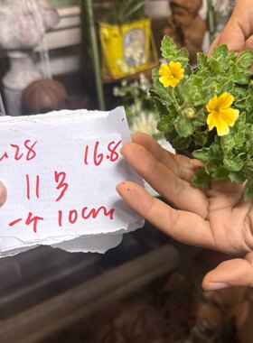 10cm黄色雨地花11号1个2.28晚，一口价16.8