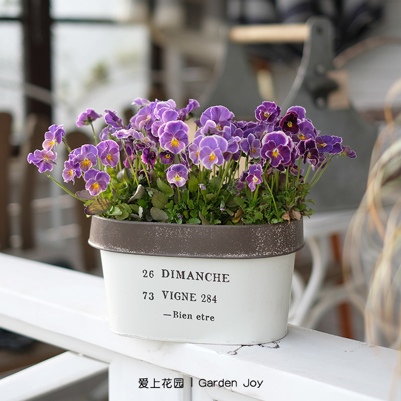 爱上花园|园艺杂货庭院装饰套盆花盒铁皮翻边字母椭圆dimanche284