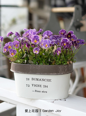 爱上花园|园艺杂货庭院装饰套盆花盒铁皮翻边字母椭圆DIMANCHE284