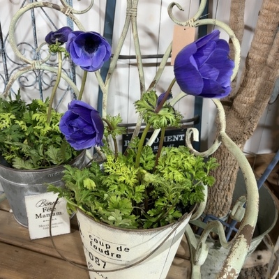 爱上花园 银莲花 零度以下必须加暖宝宝88