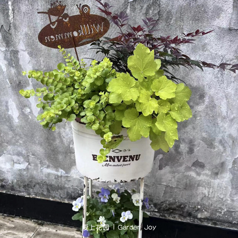 爱上花园 做旧花园园艺花盒铁艺花架铁皮花桶花盆架高脚BIENVENU