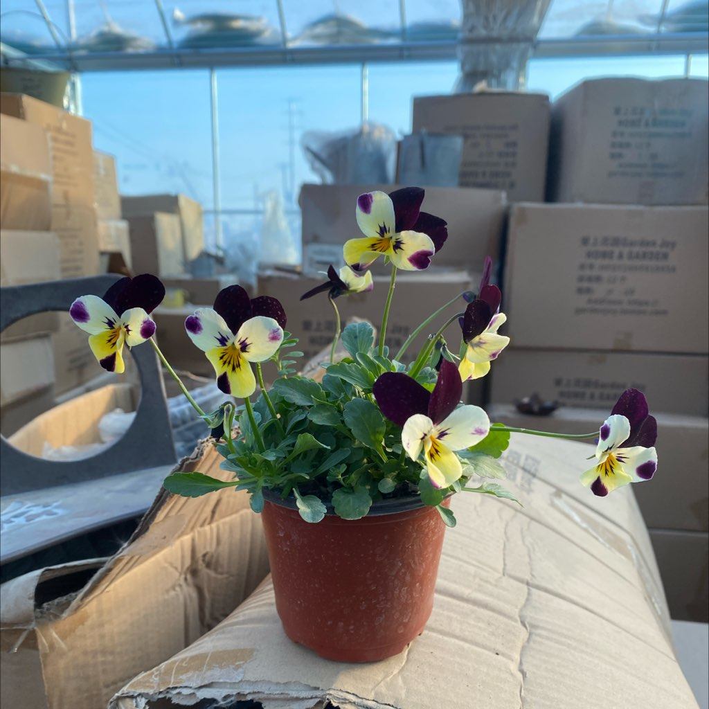 兔子x-74一个一口价9.9,家居饰品,花盆,淘宝优惠券,粉丝福利购,淘宝优惠卷