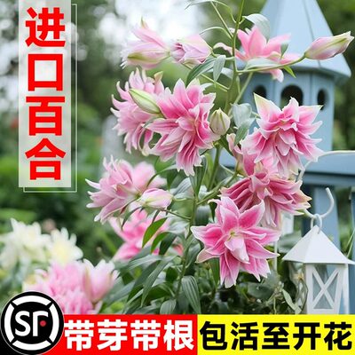 重瓣香水百合花种球四季开花好养易活盆栽鲜花庭院绿植物花卉种子