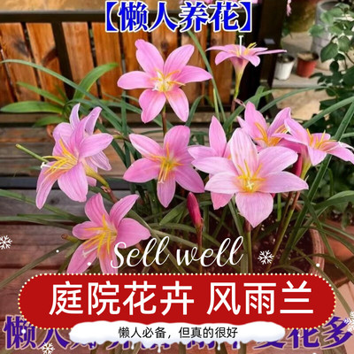 葱莲葱兰种球庭院风雨兰重瓣四季大种球花苗花卉植物浓香韭兰花