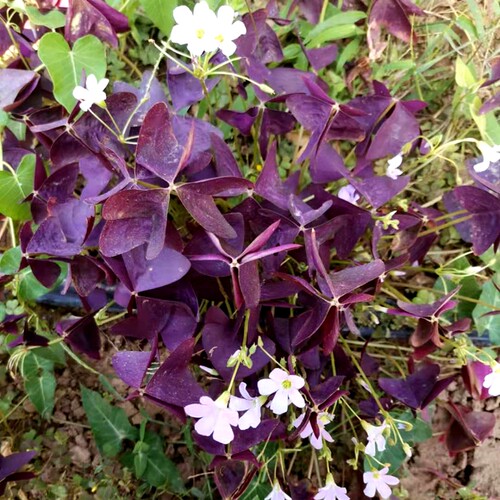 酢酱草素材模板 酢酱草图片下载 小麦优选