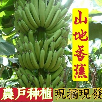 香蕉59斤现摘青需自然催熟