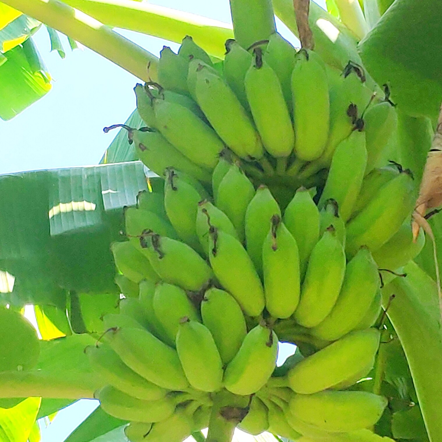 广西粉蕉西贡蕉5斤9斤现摘现发软糯香甜芭蕉新鲜水果箱整