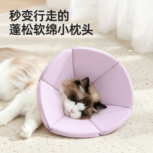 「宠生活」猫咪绝育伊丽