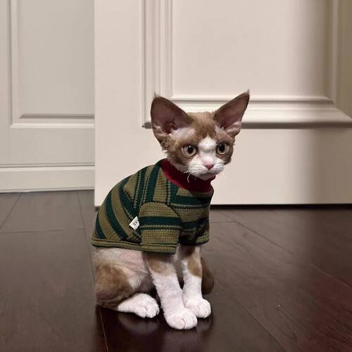 「宠生活」猫咪衣服小猫