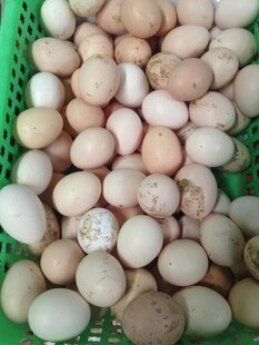土鸡蛋农家散养湖南常德澧县正宗纯粮土鸡蛋笨鸡蛋草鸡蛋柴鸡蛋