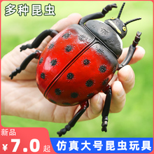 仿真昆虫模型七星瓢虫玩具蜘蛛蜻蜓蝎子西数蝗虫大号儿童科教礼物