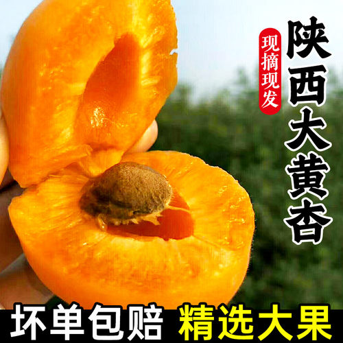 现摘陕西大黄杏新鲜水果