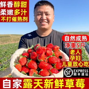纯露天攀枝花孕妇草莓新鲜水果包邮3斤5奶油孕妇红颜胜丹东99草莓