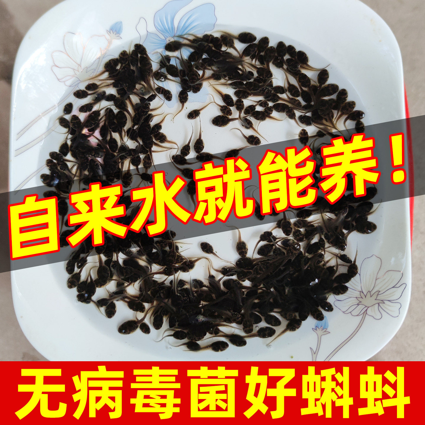 活体小蝌蚪蛙类蝌蚪卵幼苗小动物宠物蛙观赏鱼活物好养耐活自来水 - 实物图
