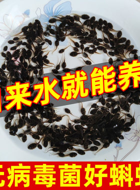 活体小蝌蚪蛙类蝌蚪卵幼苗小动物宠物蛙观赏鱼活物好养耐活自来水