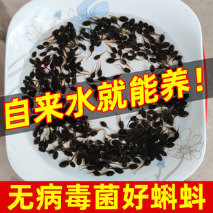 活体小蝌蚪蛙类蝌蚪卵幼苗小动物宠物蛙观赏鱼活物好养耐活自来水