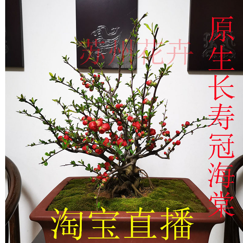 盆栽世界价格 盆栽世界图片 星期三 盆栽世界价格 盆栽世界图片 星期三