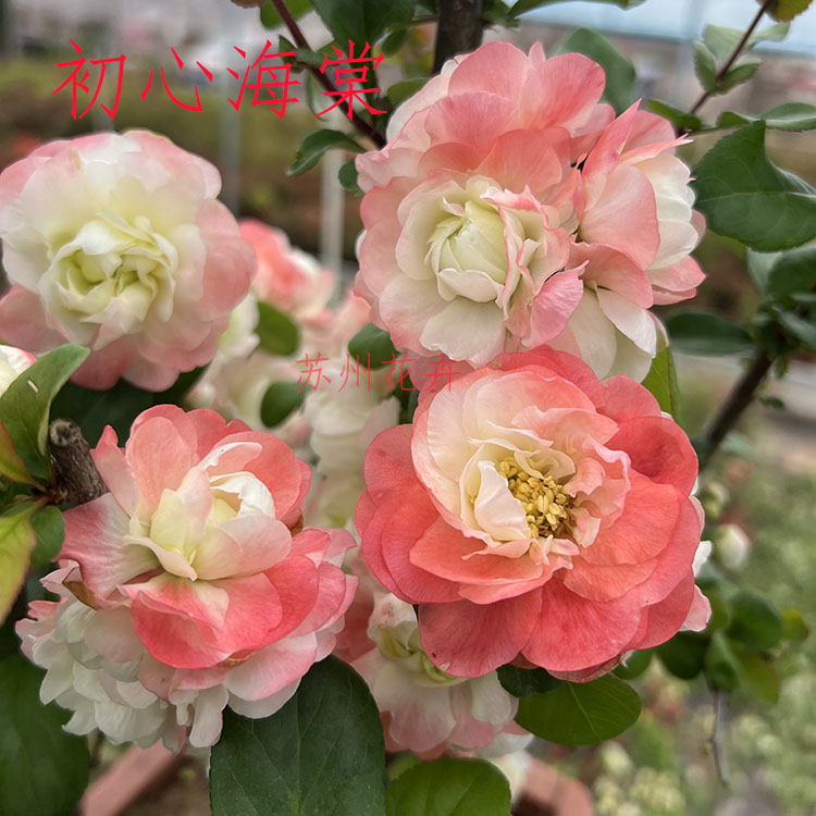 初心海棠
