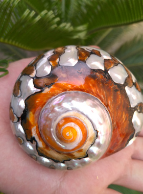 天然精品海螺贝壳  标本螺南非嵘螺 收藏品南非蝾螺 鱼缸造景装饰